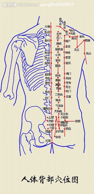 人体背部穴位图图片