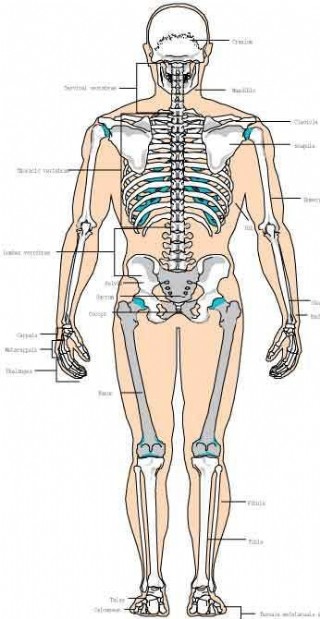 背部骨骼结构图解大全图片