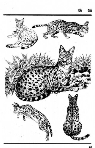 画兽谱65 薮猫图片